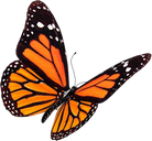 Monarch Orange Butterfly 